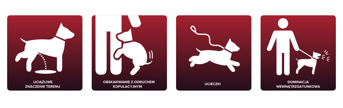 Obrazek przedstawia cztery czerwone kwadraty z białymi ikonami, symbolizującymi typowe zachowania psów, które mogą być związane z testosteronem. Pierwszy kwadrat przedstawia psa znaczącego teren, drugi psa obskakującego nogę człowieka, trzeci psa uciekającego, a czwarty psa warczącego na smyczy w obecności innego psa. Pod każdym kwadratem znajduje się biały napis opisujący dane zachowanie: 'uciążliwe znaczenie terenu', 'obskakiwanie z odruchem kopulacyjnym', 'ucieczki', 'dominacja wewnątrzgatunkowa'.