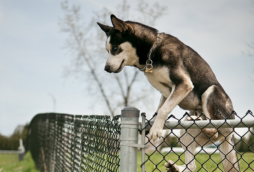 pies skaczący przez ogrodzenie