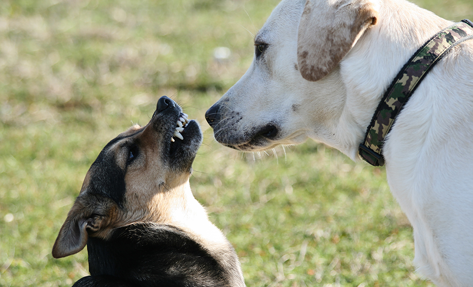 mniejszy pies warczy na większego