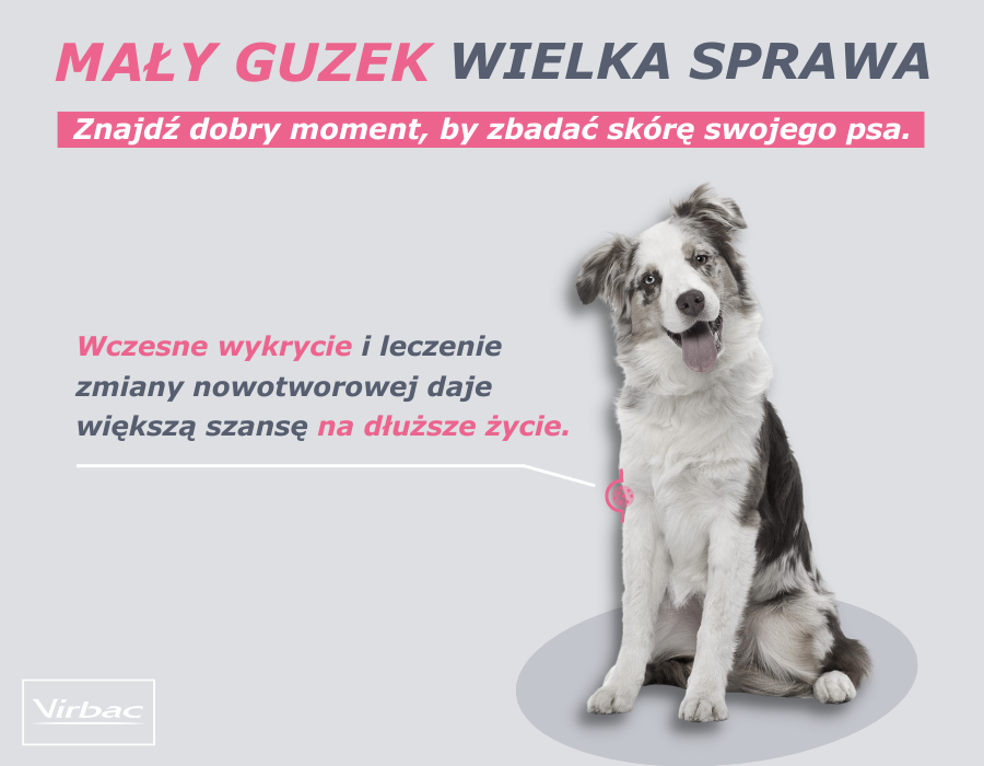 Mały Guzek - Wielka Sprawa