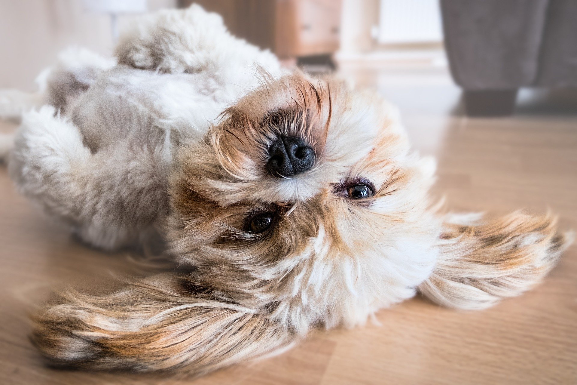 dog-2785077_1920.jpg