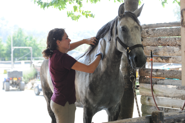 Lipcówka, czyli swędzący sezonowy problem u koni