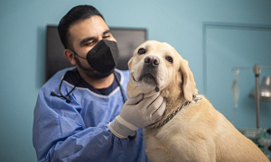 Możliwości leczenia nowotworów skóry u psów