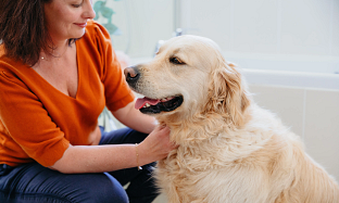 Plamka, obrzęk, guzek – czyli o nowotworach skóry u psów.