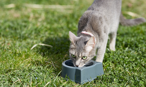 Otyłość psów i kotów