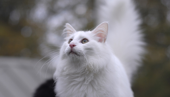 Idiopatyczne zapalenie pęcherza moczowego