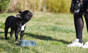 Biegunki u psów i kotów