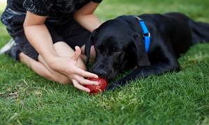 Mastocytomy - nowotwory o wielu obliczach