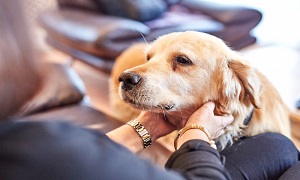 Ból u psów i kotów