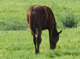 Koń