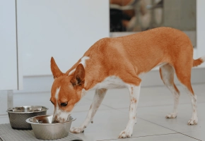 Dog_medium dog eating_indoor_alone_advice