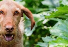 Choroba zwyrodnieniowa stawów u psów