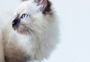 problemy stomatologiczne u młodych kotów