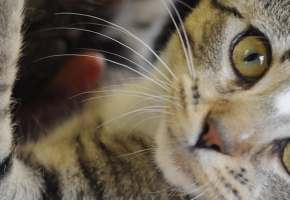 chat_stresse_banner