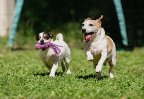 Two playful Jack Russell dogs running on grass, one carrying a purple toy in its mouth.