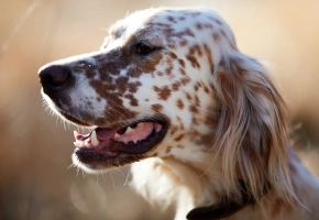Profil psa rasy sweter angielski (English Setter) o biało-brązowym, nakrapianym umaszczeniu, z otwartym pyskiem, na miękkim, rozmytym tle