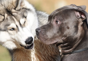 Czy wiesz, że testosteron może być przyczyną problemów z zachowaniem Twojego psa? Sprawdź, jak rozpoznać objawy i pomóc swojemu pupilowi