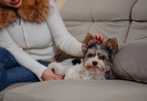 Small fluffy dog relaxing on a couch while being petted by a person in a white sweater.