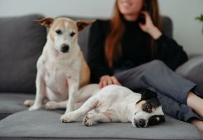 Two dogs relaxing on a gray couch with a woman sitting beside them, creating a cozy and calm home scene.