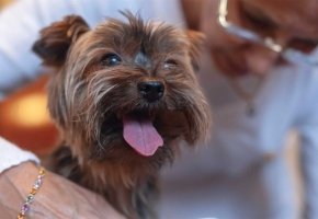 Happy Yorkshire Terrier dog with tongue out sitting near a person wearing glasses.