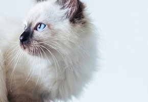 problemy stomatologiczne u młodych kotów