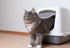 Kot wychodzacy z krytej kuwety