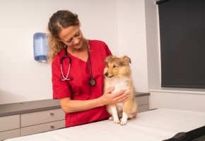 Dog with vet