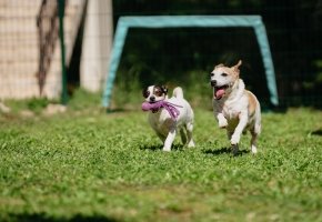 Two playful Jack Russell dogs running on grass, one carrying a purple toy in its mouth.