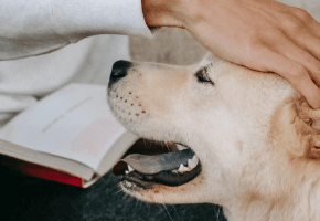 Pies głaskany przez czytelnika