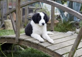 Puppy outdoor on a bridge