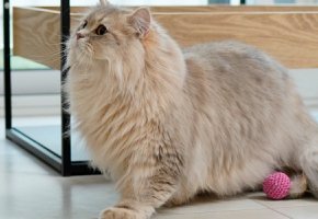 wybrane_problemy_stomatologiczne_u_kotow_doroslych