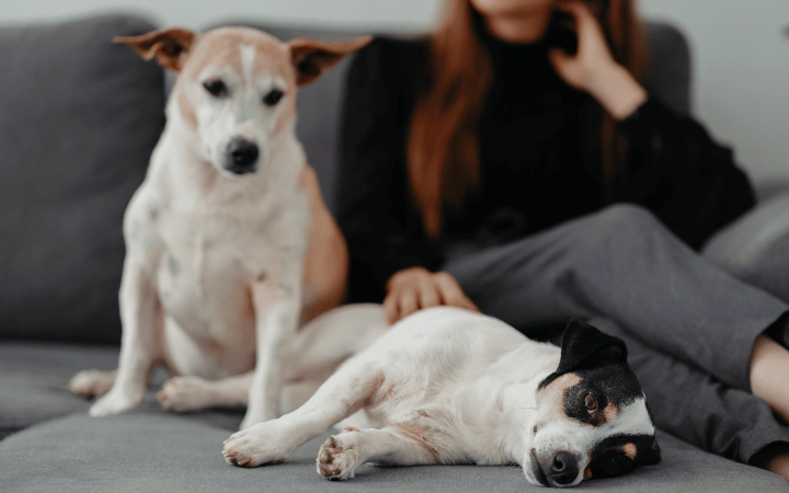 Dogs_relaxing on couch_indoor_with petowner_advice