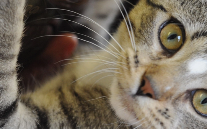 chat_stresse_banner
