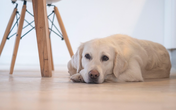 Dog_Sad looking Labrador lying on the floor_indoor_alone_advice