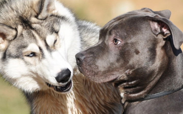 Czy wiesz, że testosteron może być przyczyną problemów z zachowaniem Twojego psa? Sprawdź, jak rozpoznać objawy i pomóc swojemu pupilowi