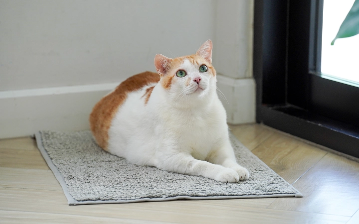 Cat_lying down_indoor_alone_advice.jpg