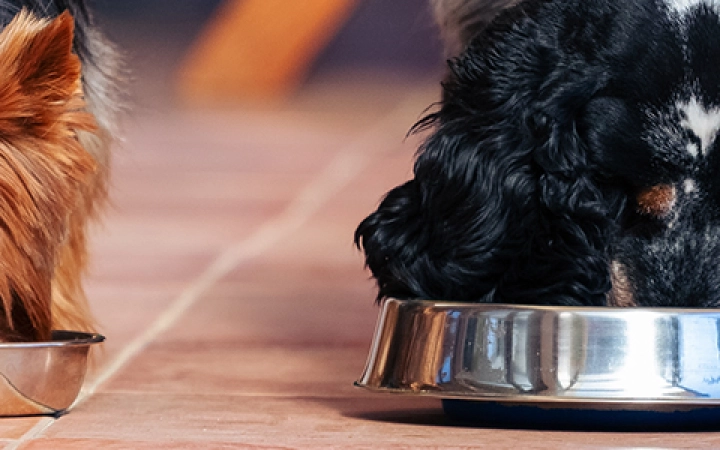 nutrition_dogs