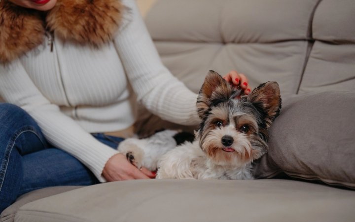 Small fluffy dog relaxing on a couch while being petted by a person in a white sweater.