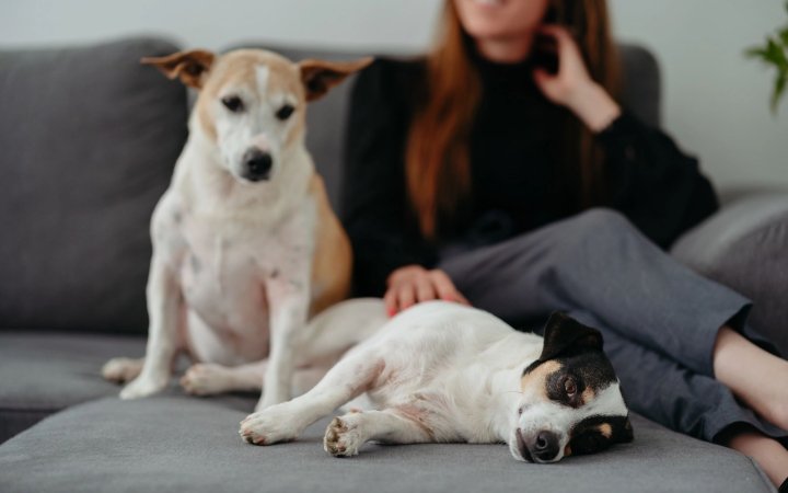Two dogs relaxing on a gray couch with a woman sitting beside them, creating a cozy and calm home scene.
