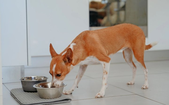 Brown and white dog eating from a stainless steel food bowl on a mat in a modern kitchen.