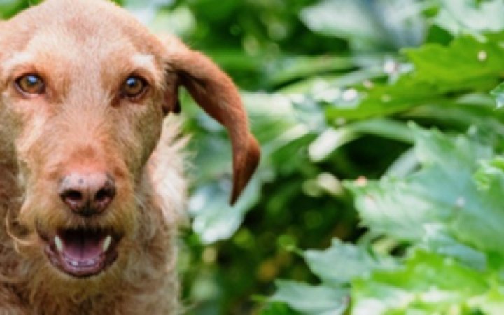 Choroba zwyrodnieniowa stawów u psów