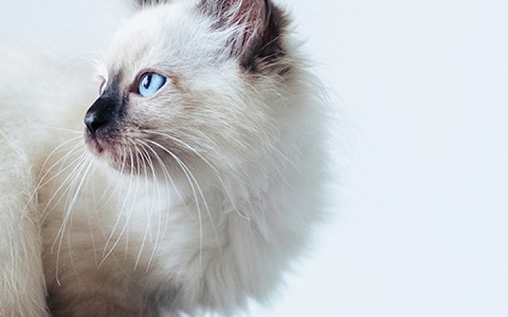 problemy stomatologiczne u młodych kotów