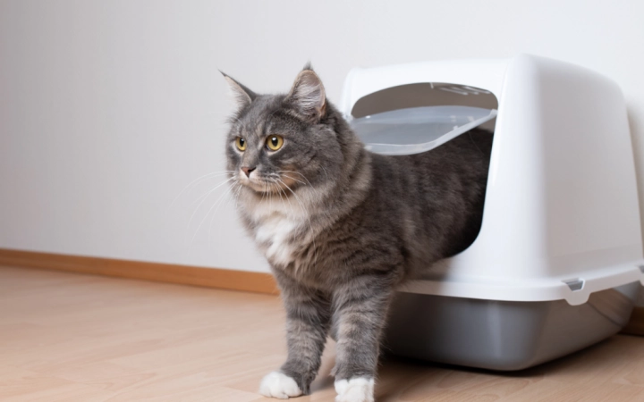 Kot wychodzacy z krytej kuwety