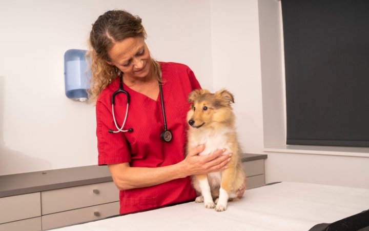 Dog with vet