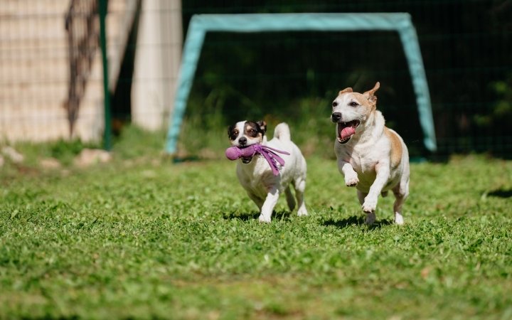 Two playful Jack Russell dogs running on grass, one carrying a purple toy in its mouth.