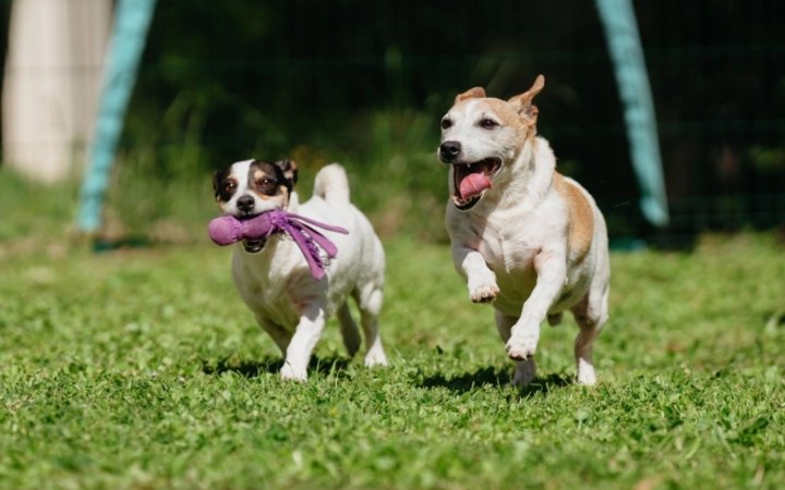Two playful Jack Russell dogs running on grass, one carrying a purple toy in its mouth.