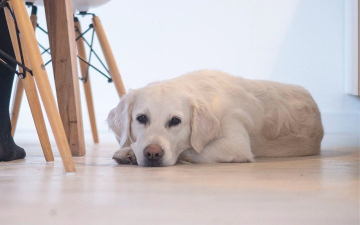 Golden retriever lying on a wooden floor indoors beside dining table legs.
