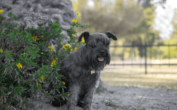 Dog_sitting in a bush_outdoor_alone_advice