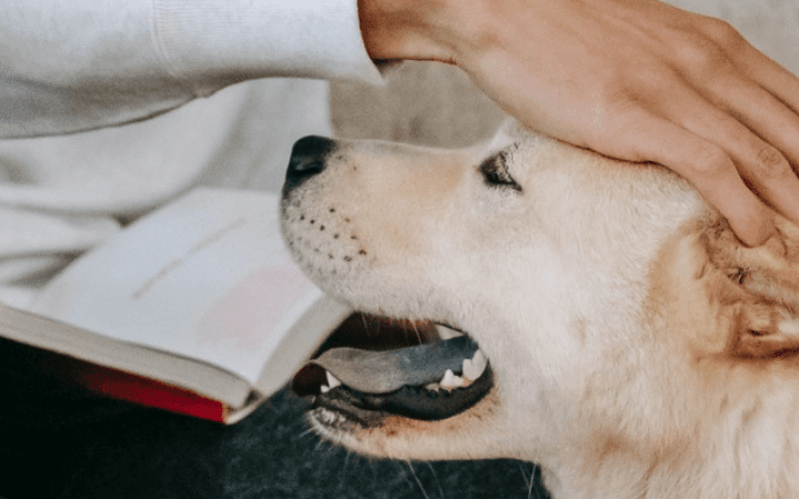 Pies głaskany przez czytelnika