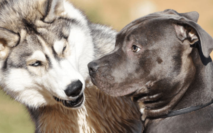 Czy wiesz, że testosteron może być przyczyną problemów z zachowaniem Twojego psa? Sprawdź, jak rozpoznać objawy i pomóc swojemu pupilowi